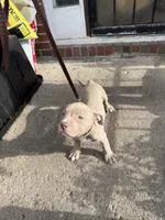 Platinum , a female American Bully for sale in Buffalo, NY – 2 of 4