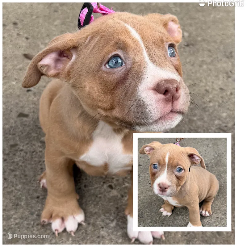 Riley – American Bully puppy for sale in Buffalo, NY