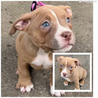 Riley, a female American Bully for sale in Buffalo, NY – 1 of 7