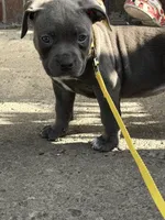 Storm, a female American Bully for sale in Buffalo, NY – 7 of 7