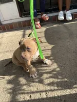 Rose , a female American Bully for sale in Buffalo, NY – 4 of 6
