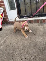 Riley, a female American Bully for sale in Buffalo, NY – 5 of 7