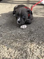 Zane, a male American Bully for sale in Buffalo, NY – 4 of 5