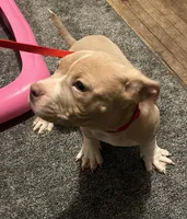 Big Boy, a male American Bully for sale in Buffalo, NY – Photo 1 of 5