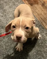 Big Boy, a male American Bully for sale in Buffalo, NY – Photo 3 of 5