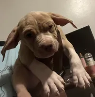 Big Boy, a male American Bully for sale in Buffalo, NY – Photo 4 of 5