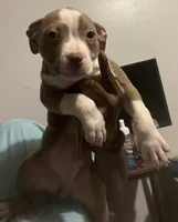 Milo, a male American Bully for sale in Buffalo, NY – Photo 4 of 5