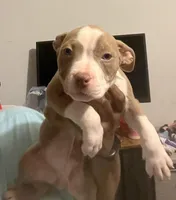 Milo, a male American Bully for sale in Buffalo, NY – Photo 3 of 5