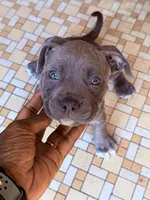 Storm, a female American Bully for sale in Buffalo, NY – 2 of 7