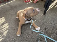 Ruby, a female American Bully for sale in Buffalo, NY – 5 of 5