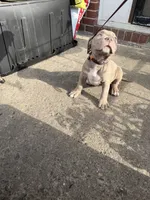 Platinum , a female American Bully for sale in Buffalo, NY – 4 of 4