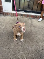 Riley, a female American Bully for sale in Buffalo, NY – 7 of 7