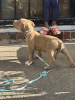 Rose , a female American Bully for sale in Buffalo, NY – 2 of 6