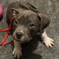 Ash, a male American Bully for sale in Buffalo, NY – Photo 3 of 6