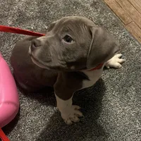 Ash, a male American Bully for sale in Buffalo, NY – Photo 2 of 6