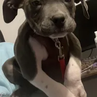 Ash, a male American Bully for sale in Buffalo, NY – Photo 1 of 6