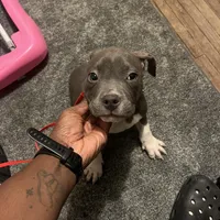 Ash, a male American Bully for sale in Buffalo, NY – Photo 6 of 6