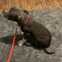 Ash, a male American Bully for sale in Buffalo, NY – Photo 5 of 6