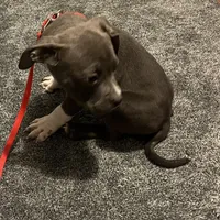 Ash, a male American Bully for sale in Buffalo, NY – Photo 4 of 6