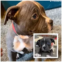 Zane, a male American Bully for sale in Buffalo, NY – 1 of 5