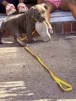Storm, a female American Bully for sale in Buffalo, NY – 4 of 7