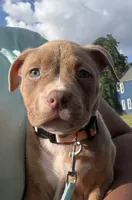 Ruby, a female American Bully for sale in Buffalo, NY – 2 of 5