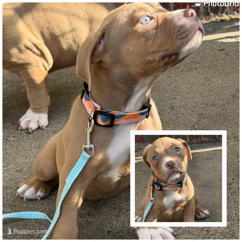 Ruby – American Bully puppy for sale in Buffalo, NY