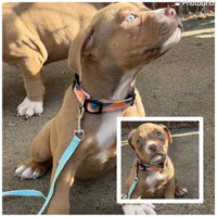 Ruby, a female American Bully for sale in Buffalo, NY – 1 of 5