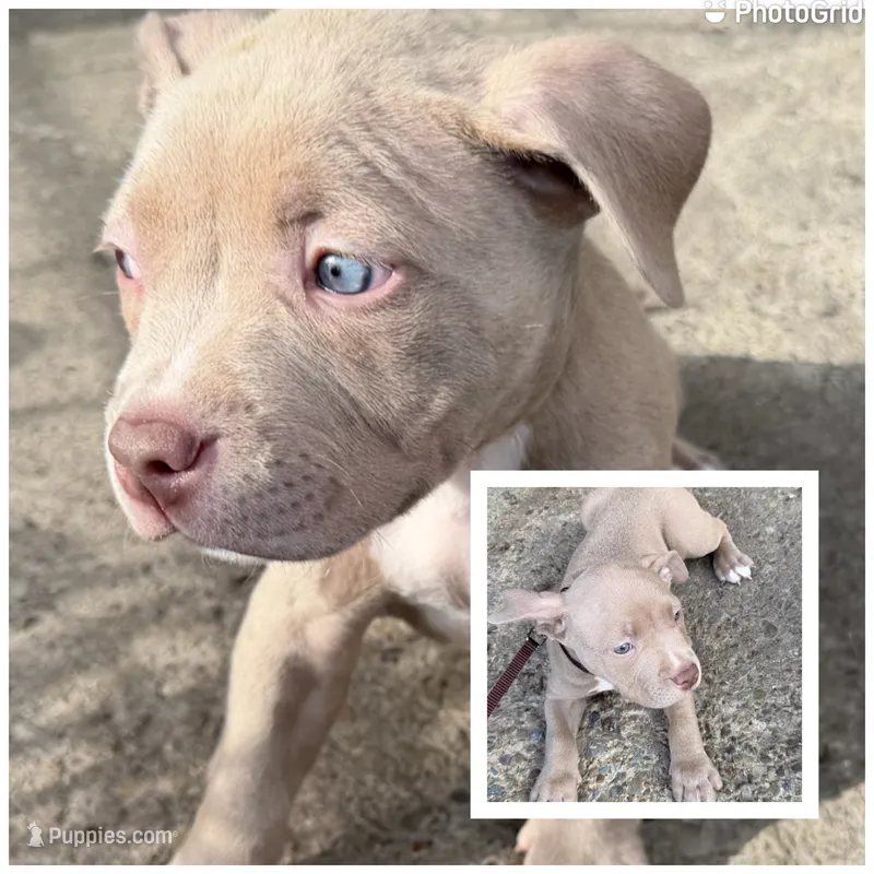 Platinum  – American Bully puppy for sale in Buffalo, NY