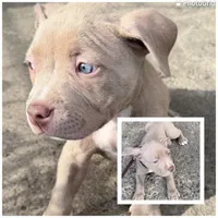 Platinum , a female American Bully for sale in Buffalo, NY – 1 of 4