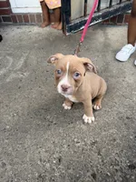 Riley, a female American Bully for sale in Buffalo, NY – 2 of 7