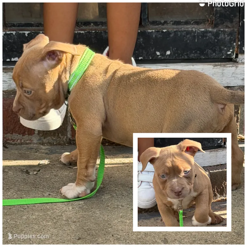 Rose  – American Bully puppy for sale in Buffalo, NY