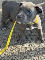 Storm, a female American Bully for sale in Buffalo, NY – 6 of 7