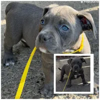 Storm, a female American Bully for sale in Buffalo, NY – 1 of 7