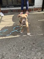 Ruby, a female American Bully for sale in Buffalo, NY – 4 of 5