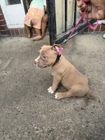 Riley, a female American Bully for sale in Buffalo, NY – 6 of 7