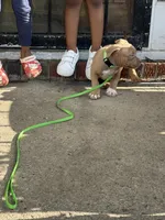 Rose , a female American Bully for sale in Buffalo, NY – 3 of 6