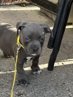 Storm, a female American Bully for sale in Buffalo, NY – 3 of 7