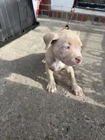 Platinum , a female American Bully for sale in Buffalo, NY – 3 of 4