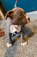 Zane, a male American Bully for sale in Buffalo, NY – 2 of 5