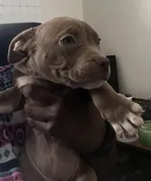 Mahogany, a female American Bully for sale in Buffalo, NY – Photo 2 of 4