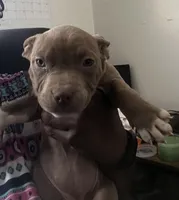 Mahogany, a female American Bully for sale in Buffalo, NY – Photo 3 of 4