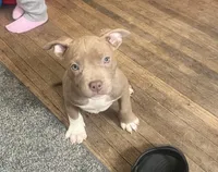 Mahogany, a female American Bully for sale in Buffalo, NY – Photo 1 of 4