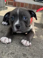 Zane, a male American Bully for sale in Buffalo, NY – 3 of 5