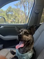 Rocky, a male French Bulldog and Poodle - Miniature  for sale in Long Beach, CA – 2 of 10