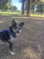 Rocky, a male French Bulldog and Poodle - Miniature  for sale in Long Beach, CA – 5 of 10
