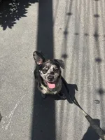 Rocky, a male French Bulldog and Poodle - Miniature  for sale in Long Beach, CA – 1 of 10
