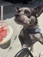 Rocky, a male French Bulldog and Poodle - Miniature  for sale in Long Beach, CA – 6 of 10