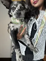 Rocky, a male French Bulldog and Poodle - Miniature  for sale in Long Beach, CA – 8 of 10