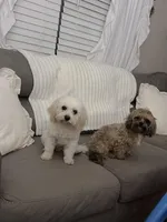 Charlie , a male Bichpoo for sale in Cumming, GA – Photo 3 of 3